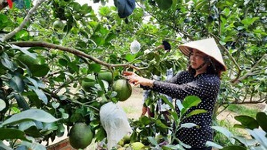 US consumers likely to taste Vietnamese fresh pomelos 