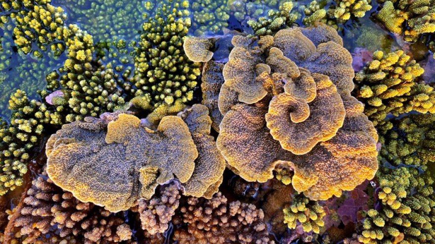 Unique coral reef clusters seen above water in central coastal region