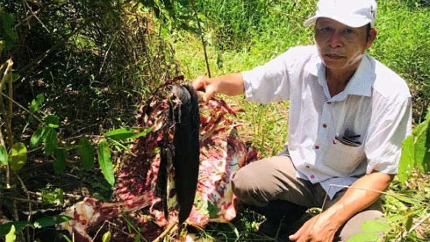 A gaur killed at Cat Tien National Park