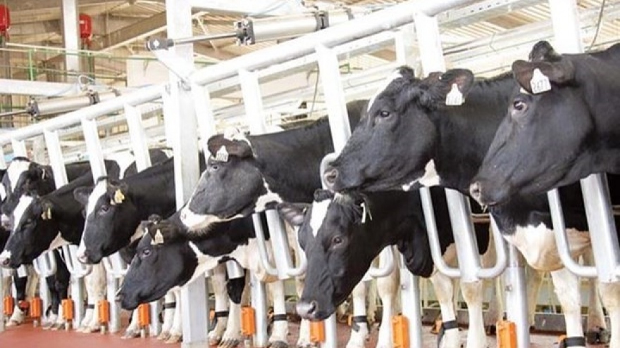 TH Group rolls out largest dairy cow project in Central Highlands