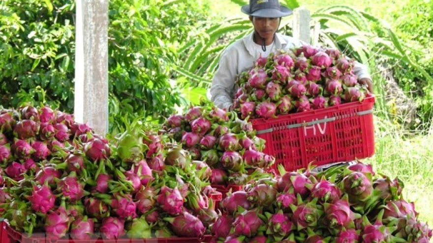 Geographical indication helps Binh Thuan dragon fruit conquer foreign markets