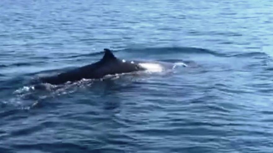 Whale spotted off coast of Cu Lao Cham archipelago