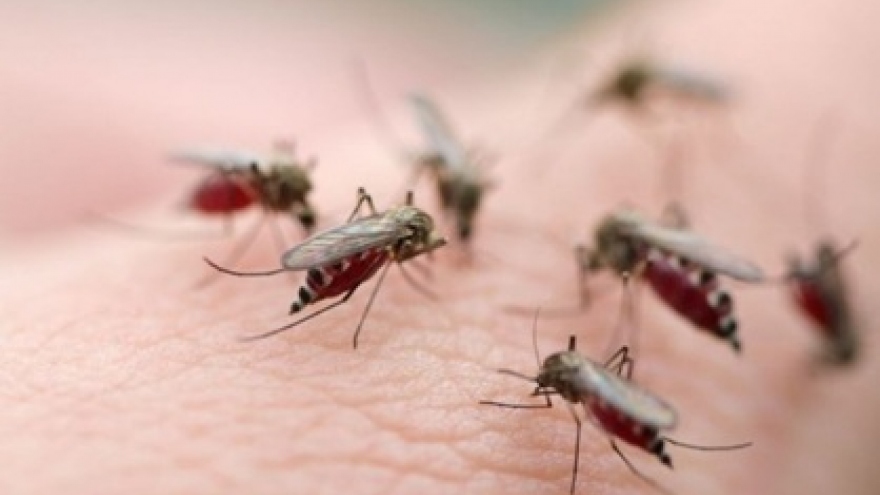 Hanoi hit by rapid increase in dengue fever outbreaks