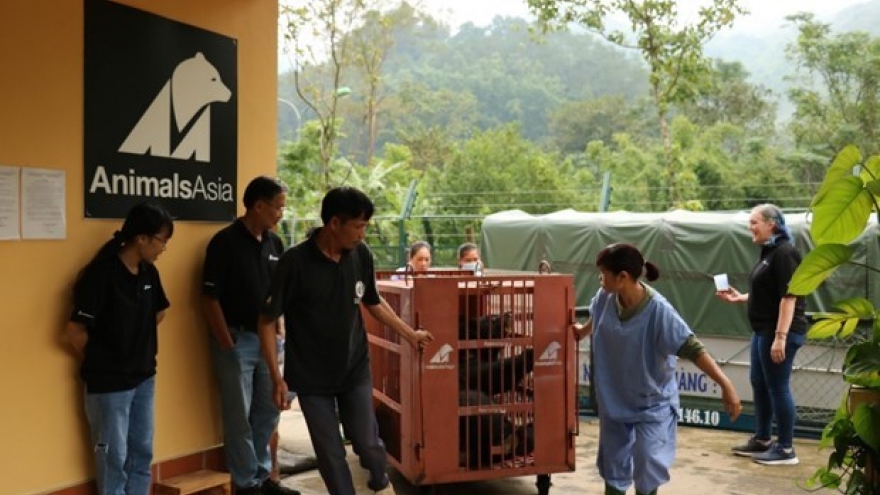 Seven captive bears transferred to rescue centre