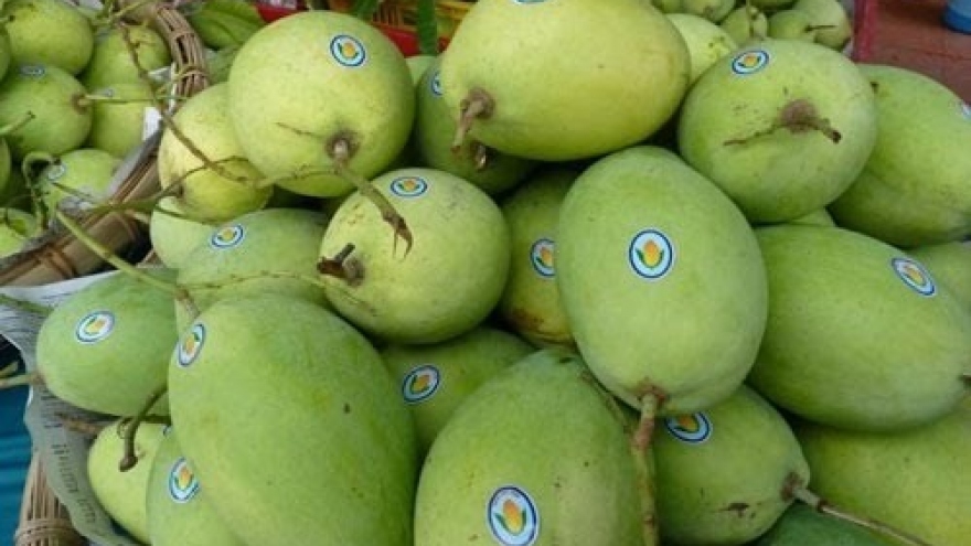 Export of Vietnamese mangoes to US on the rise 