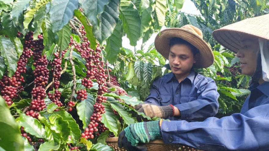 Coffee sector aims to promote domestic consumption