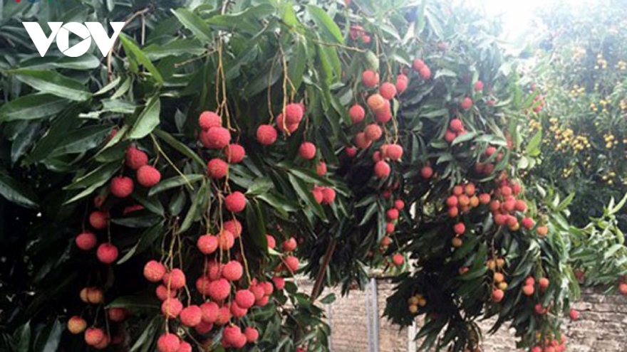 EU consumers keen to purchase Vietnamese tropical fruit