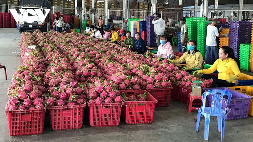 Local dragon fruit exports to China face hurdles 