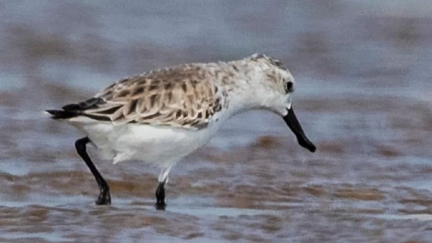 Endangered migratory bird species found in Da Nang