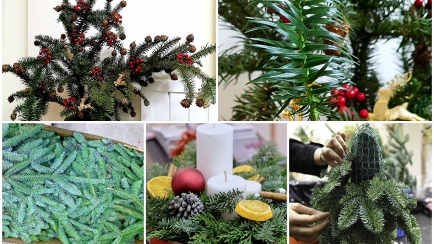 Imported Christmas trees prove popular among buyers in Hanoi