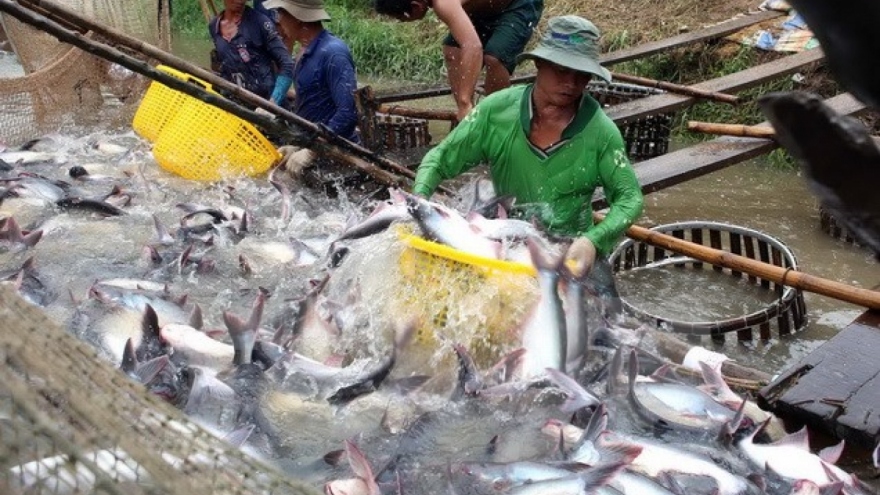 Cambodia re-considers decision to ban imports of farmed fish
