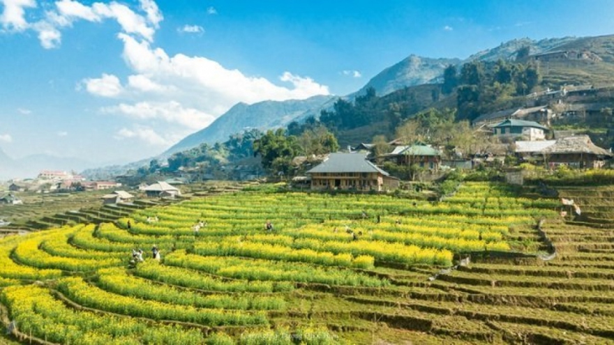 Discovering yellow mustard flowers of Sa Pa’s terraced fields