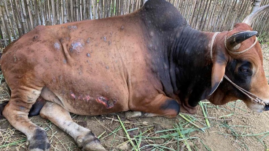 Thanh Hoa records rapid rise in lumpy skin disease cases