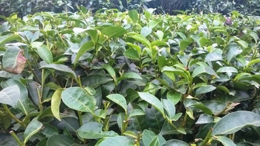 Tea exports see bright spot in January-February