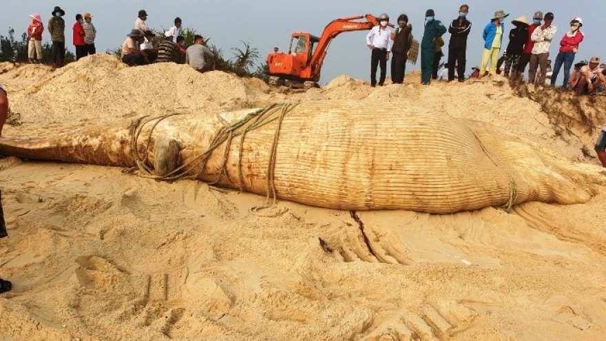 Giant whale found dead in central Vietnam