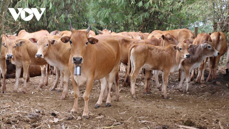 Rising livestock exports of Laos creates opportunity for Vietnamese businesses