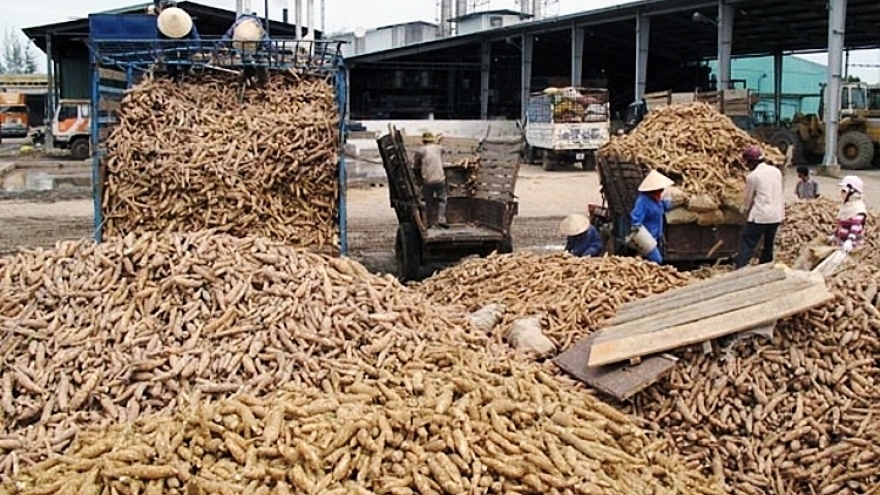 Cassava exports enjoy surge in Q1