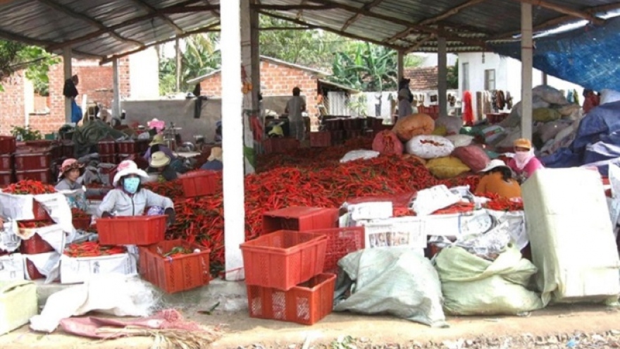 China has not imposed ban on Vietnamese chili imports 