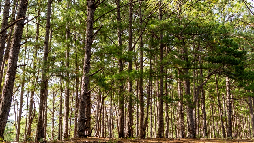 New Zealand contributes VND800 million to forestation project in Vietnam