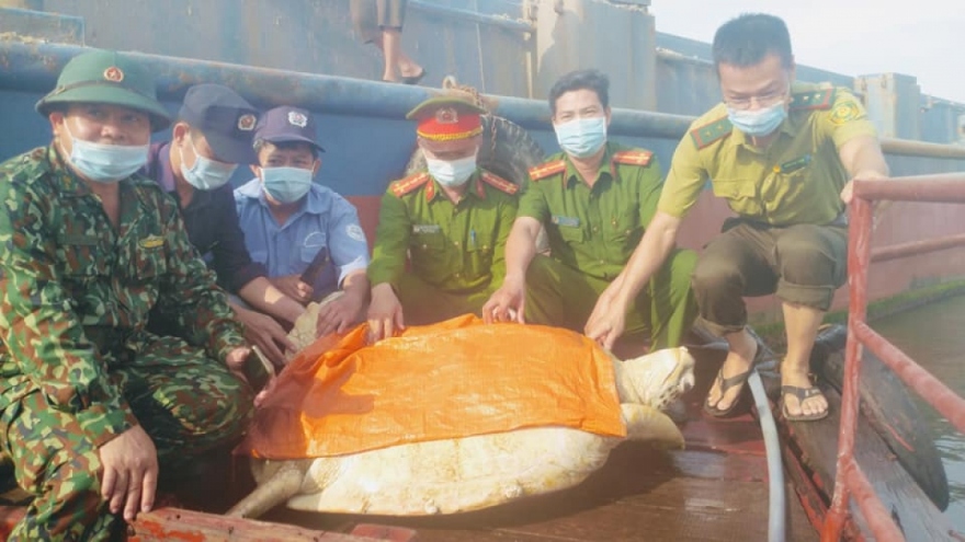 Rare sea turtle released back into ocean