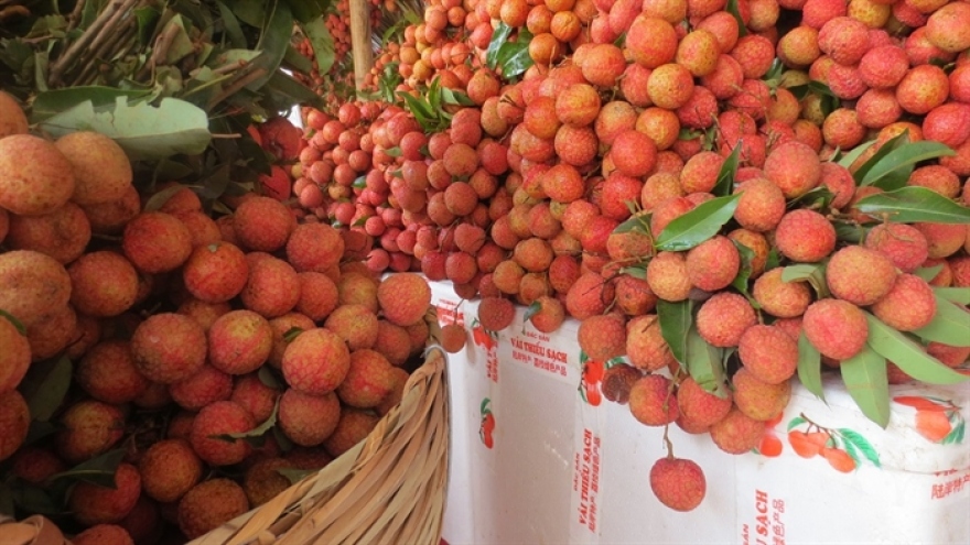 Bac Giang lychees to be shipped to US market
