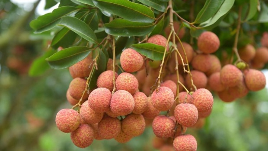 Over 3,600 tonnes of fresh lychees shipped to China via Lao Cai’s int’l border gate