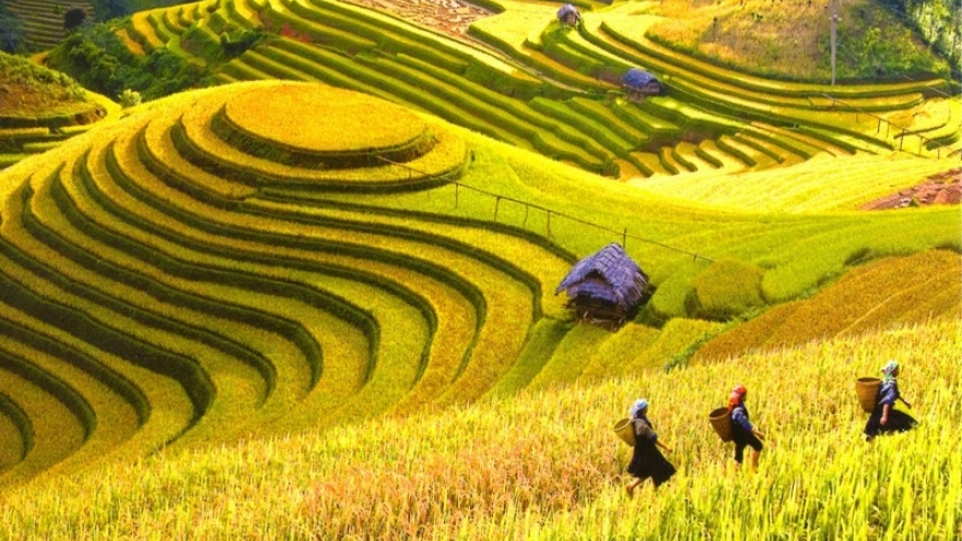 Hoang Su Phi terraced fields to be spotlighted in culture week
