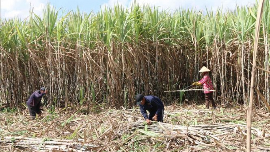 Vietnam imposes anti-dumping and anti-subsidy tax on Thai sugar
