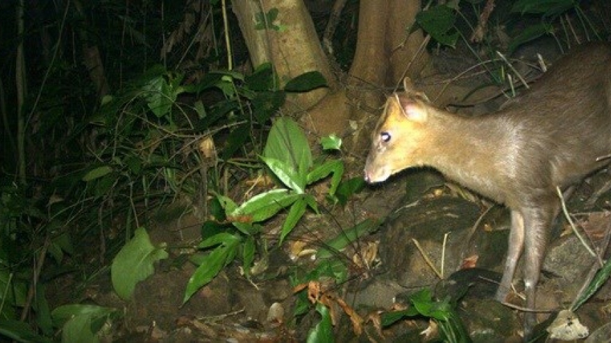 Thua Thien-Hue: Endangered muntjacs spotted in Phong Dien Nature Reserve