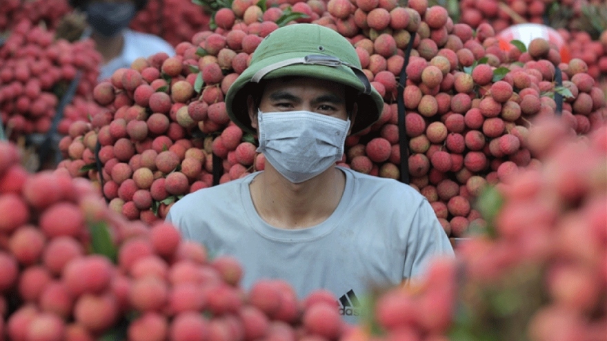 Exploring the lychee capital of Vietnam in harvest season