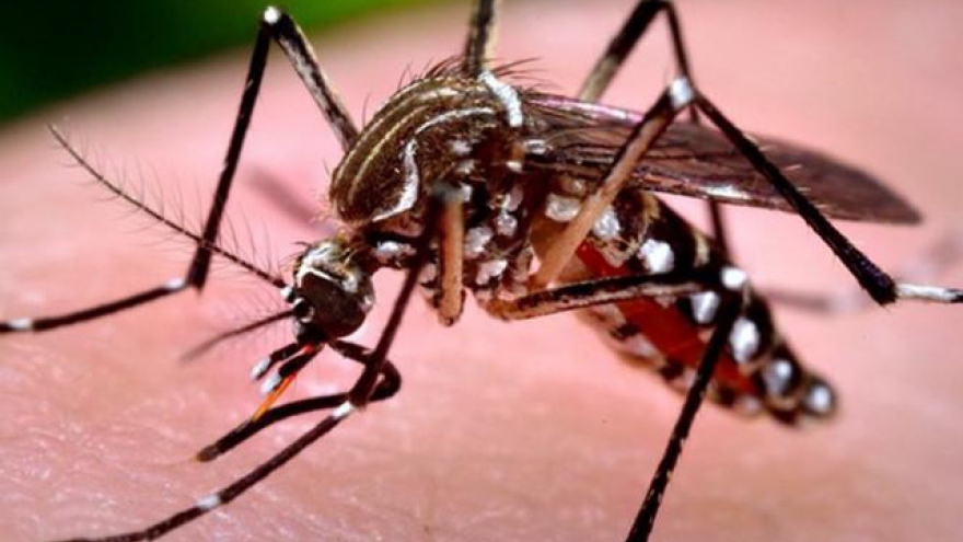 Hanoi aims to prevent spread of dengue fever