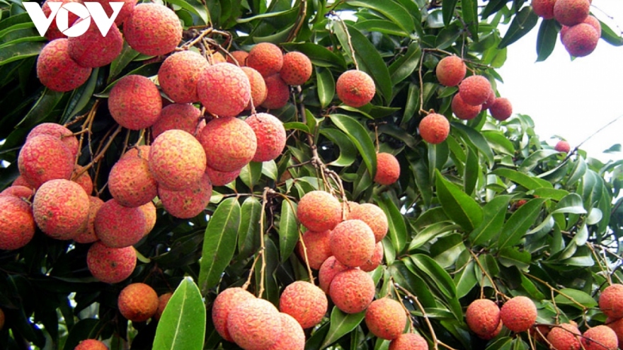 40 tonnes of fresh Vietnamese lychees to enter Australian market