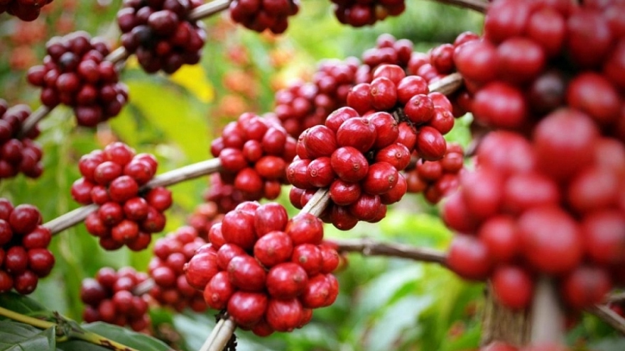 Product quality key to boosting coffee exports to North Europe