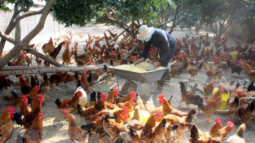 A/H5N8 bird flu outbreak hits Vietnam for first time