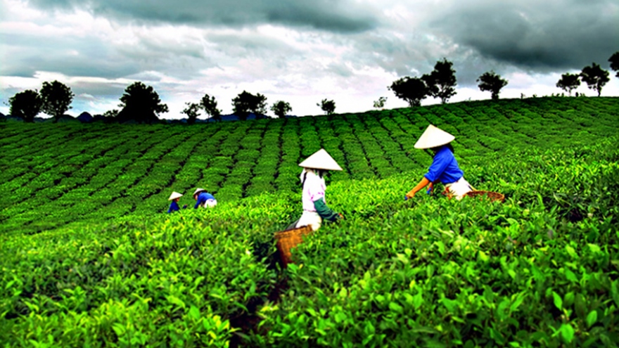 Local tea exports surge in first half 