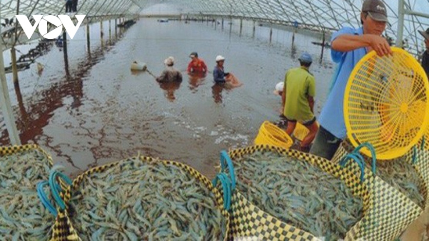 Local shrimp exports likely to reach US$4.2 billion this year
