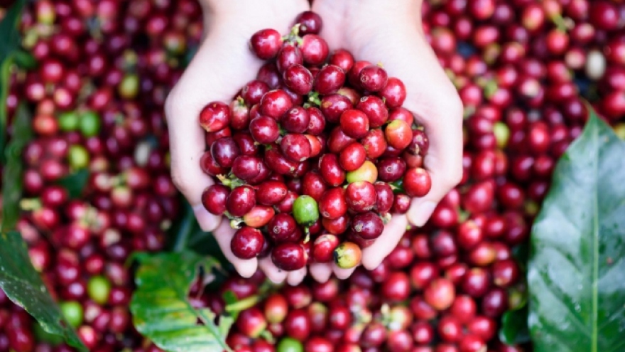 Positive outlook ahead for local coffee exports to Morocco