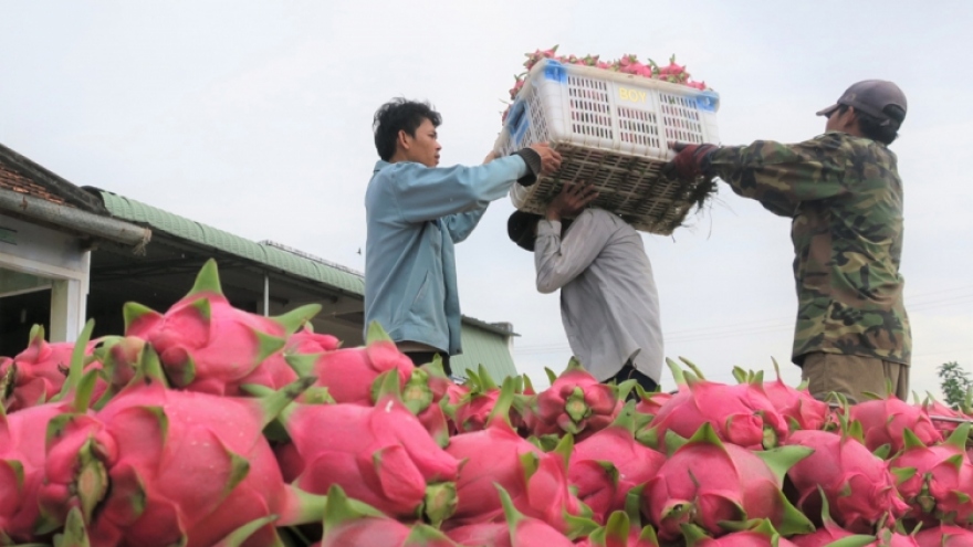 More room for Vietnamese dragon fruit exports to India