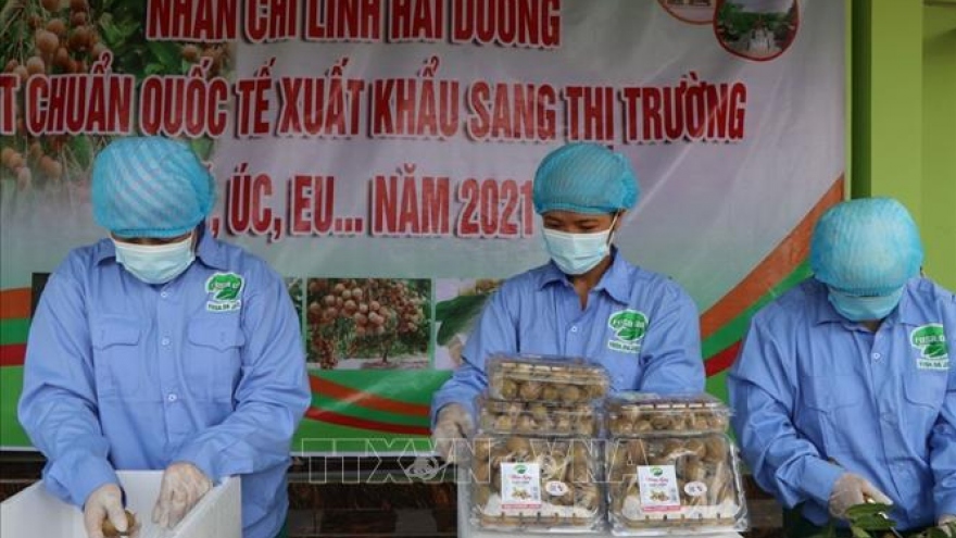 Conference explores ways to boost Hai Duong longan exports