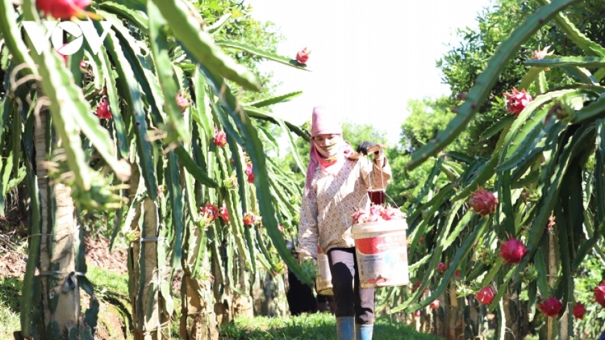 Dutch-funded project helps boost dragon fruit exports to EU market