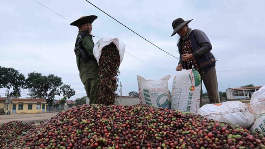 Vietnam's coffee exports to RoK likely to increase
