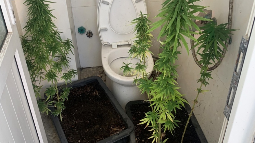 Australian man illegally grows cannabis in Vietnam