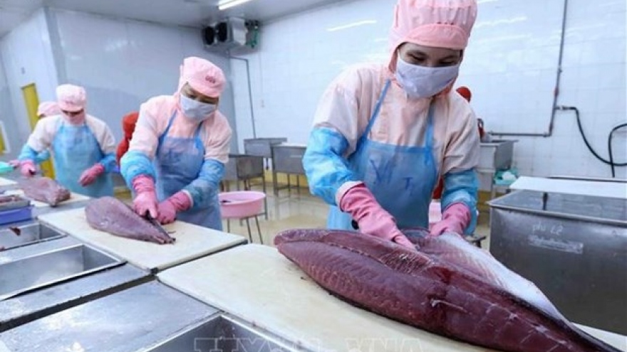 Tuna exports to EU see strong surge thanks to EVFTA