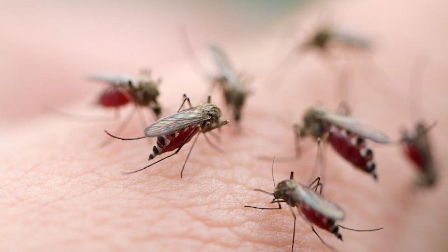 Dengue fever cases on the rise in Hanoi