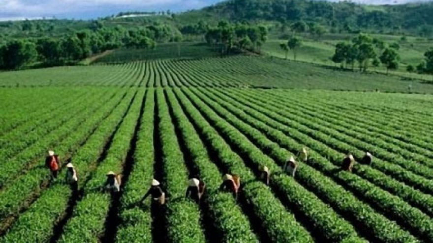 Tea exports plunge due to COVID-19 impact