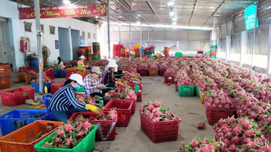 Geographical indication of Binh Thuan dragon fruit protected in Japan
