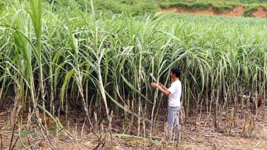 Vietnam remains Laos’s largest sugar importer
