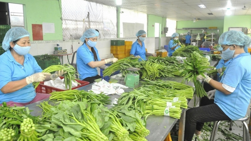 Taiwanese consumers keen on Vietnamese vegetables
