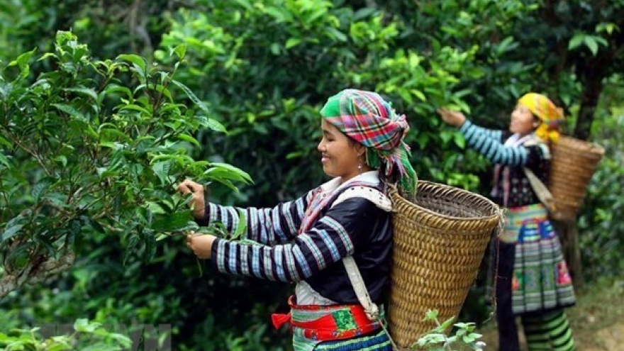 Vietnam wins big tea contract with Malaysian partner