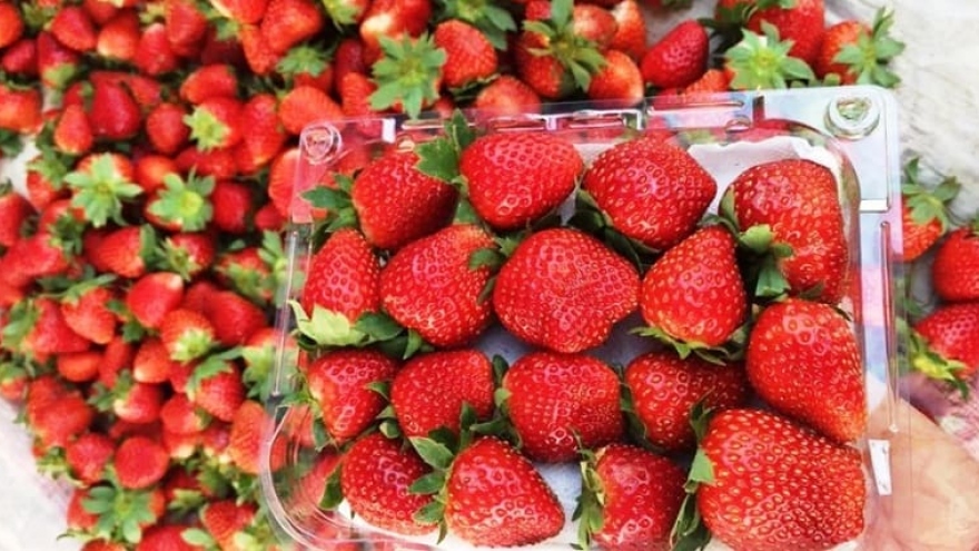 Malaysian and Singaporean consumers to taste Vietnamese  strawberries